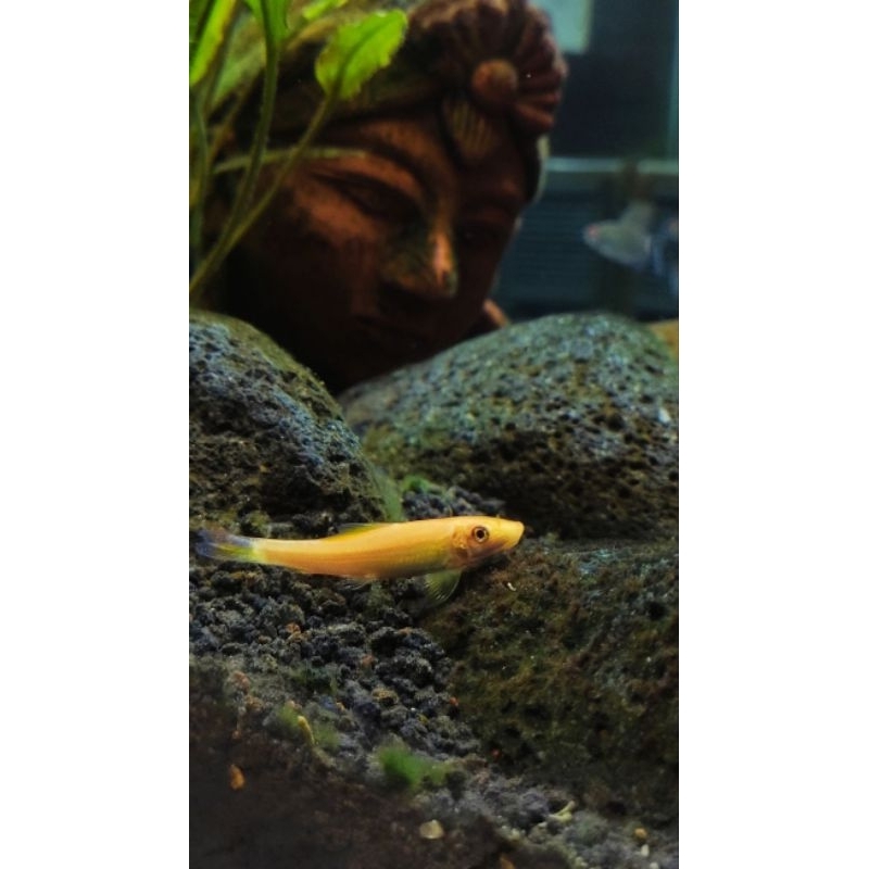 ikan pemakan lumut Algae Eater ikan Aquascape