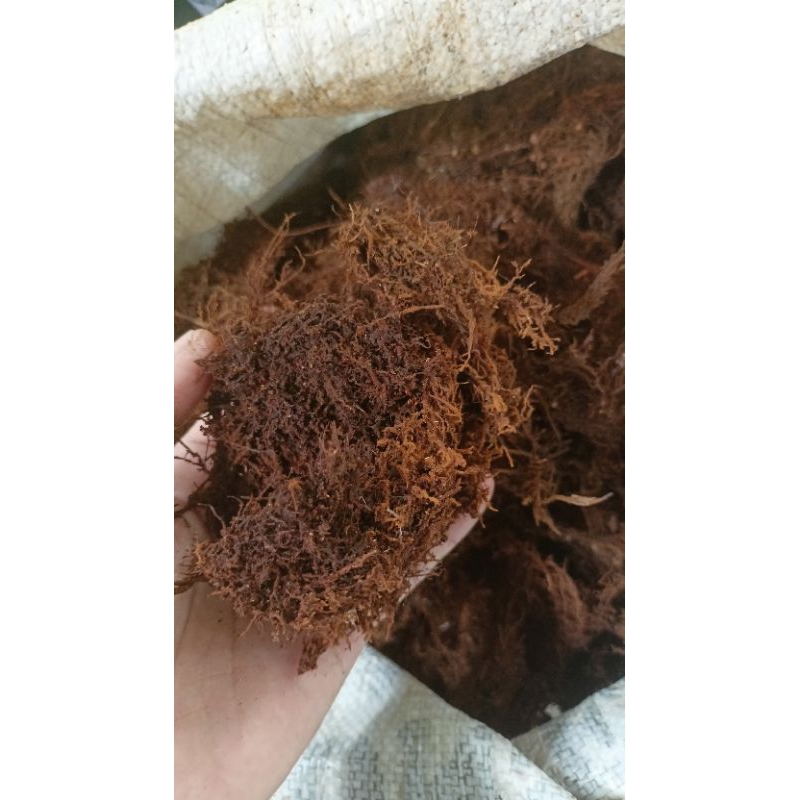 (Kemasan Plastik 1kg/1L) Media Tanam Mos Kadaka/Akar Kadaka/Mos Hitam