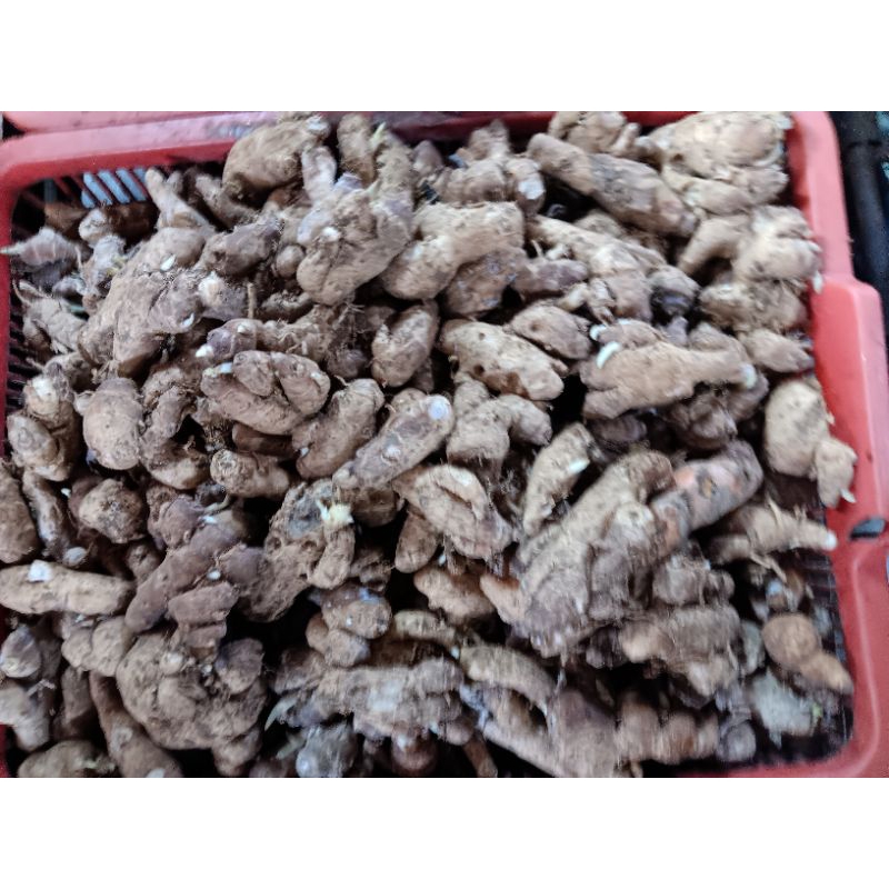 

kencur segar 250gr