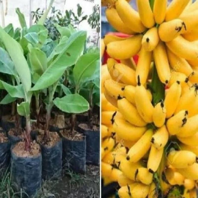 Bibit Pohon Pisang Mas Kirana Super Manis