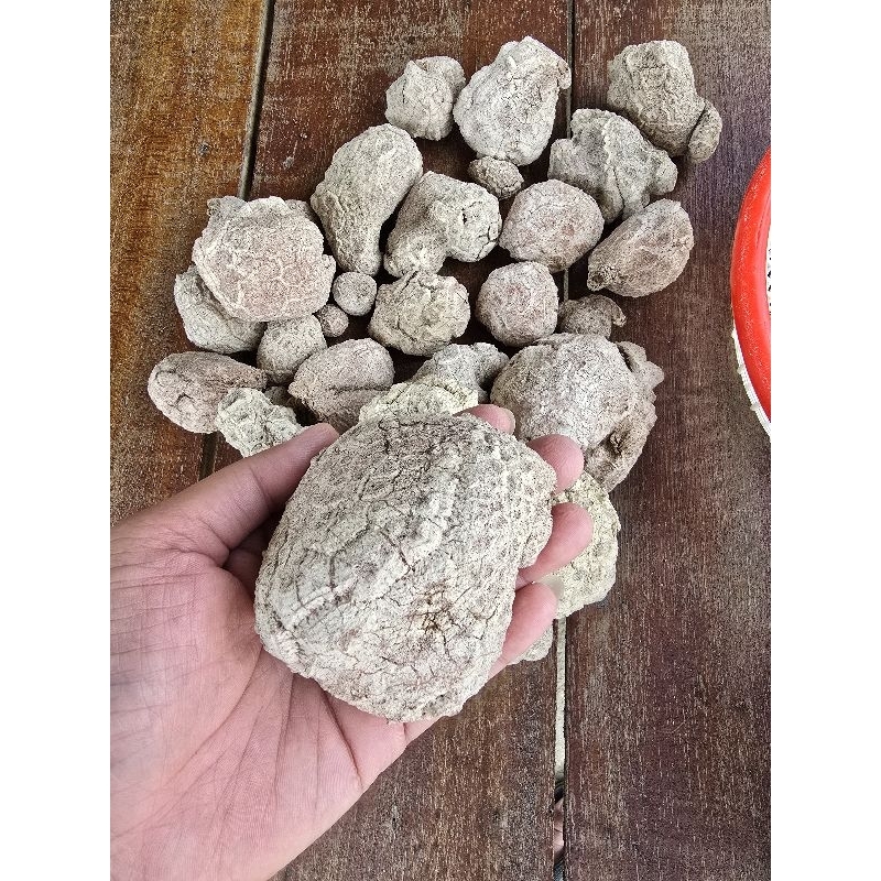 

Jamur Susu Harimau Size 100 Up untuk 1 KG. Jamin Asli 1.000%
