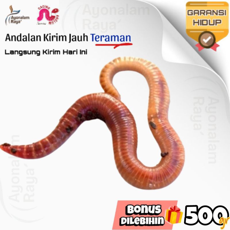 Cacing Lumbricus Tiger Untuk Tipes, Kompos Sampah & Kosmetik - Cacing Tanah