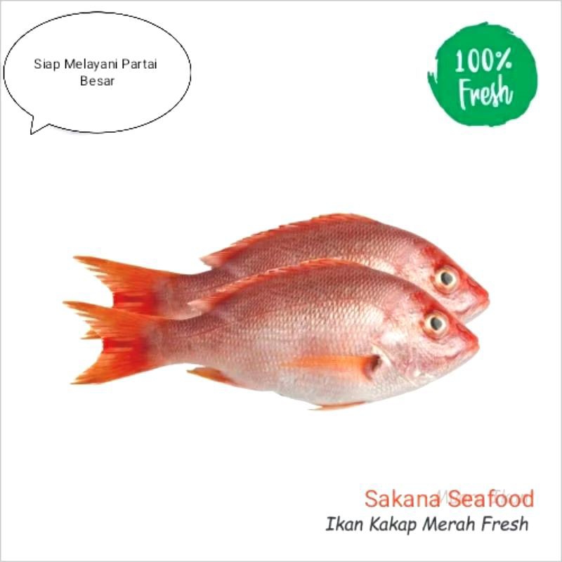 

IKAN KAKAP MERAH FRESH 1KG