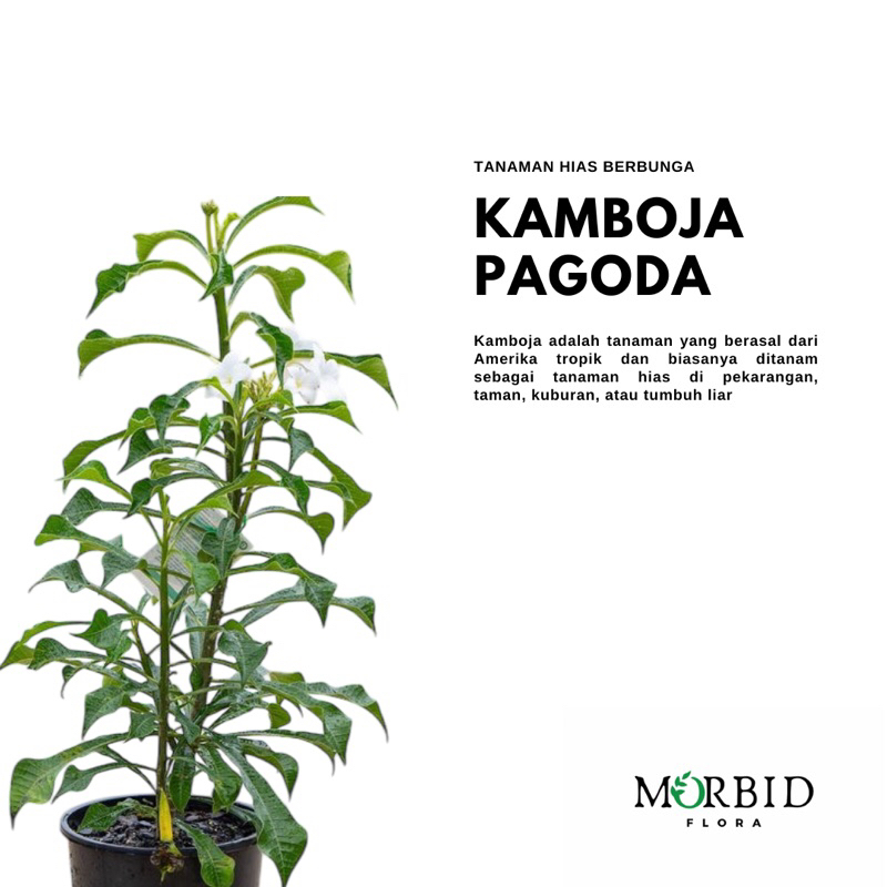 Tanaman Hias Bunga Kamboja Pagoda Putih - Plumeria Pudica