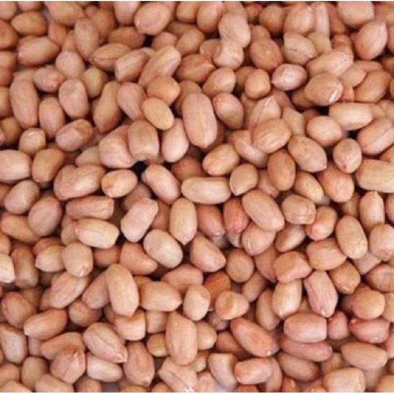 

kacang tanah 1kg petani lokal madura/bibit unggul kacang tanah madura