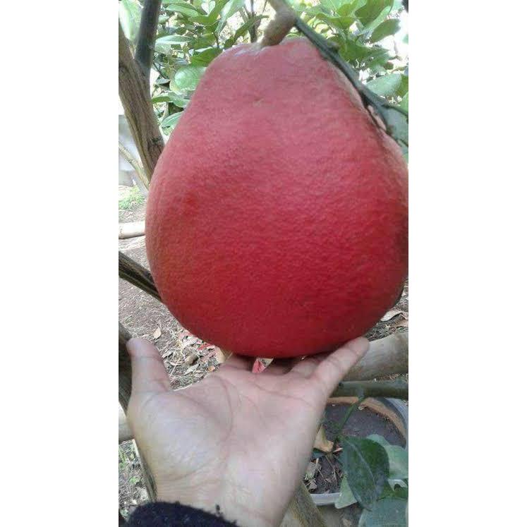BIBIT JERUK PAMELO MERAH SIAP BERBUAH