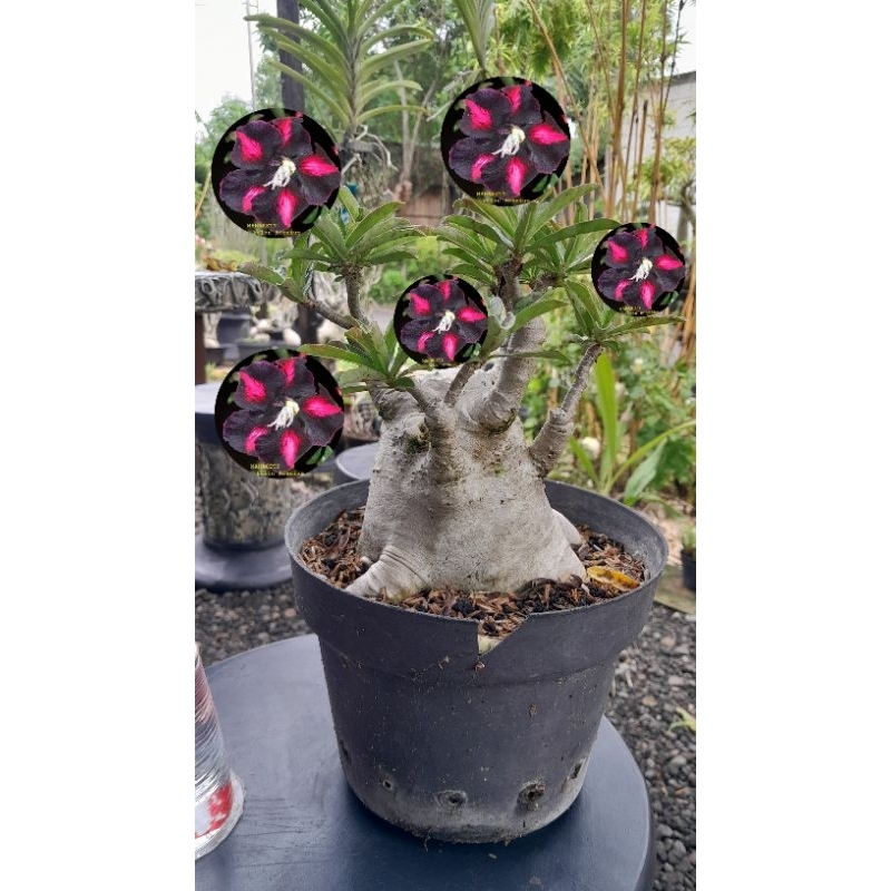

ADENIUM MINI BONSAI GRAFTING BUNGA SINGLE