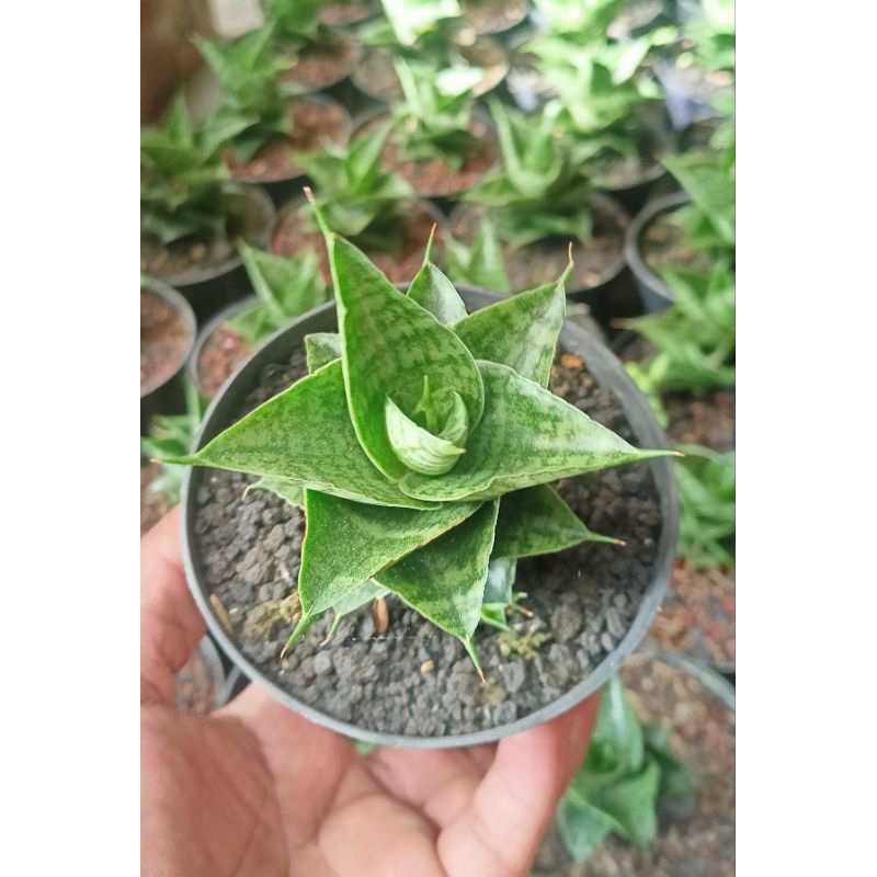 Sansevieria hybrid sindoro