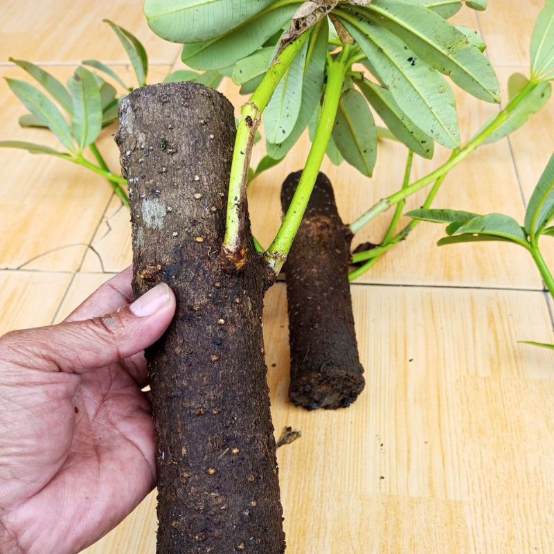 Stek Pohon Pule Bibit Bonsai Batang Jumbo