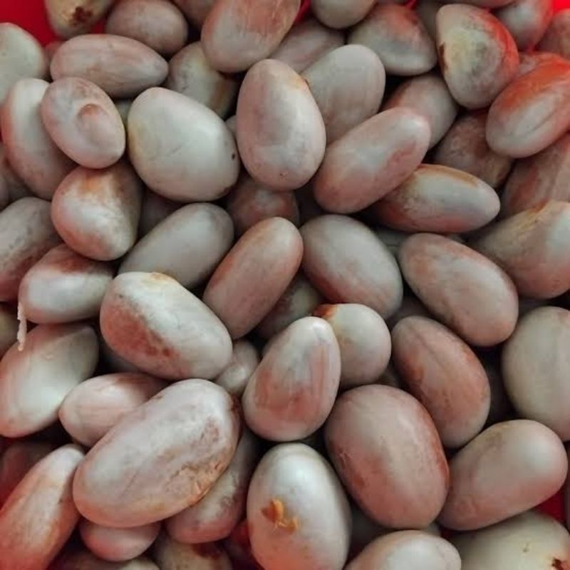 

biji buah nangka/beton segar