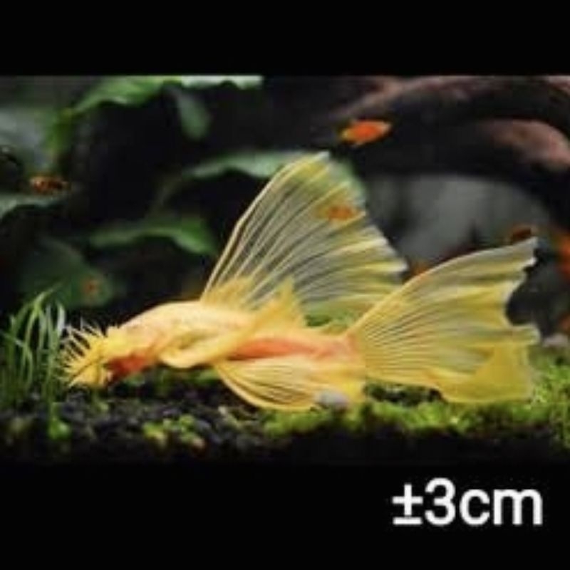 Asesoris Aquarium Brusmouth Pleco L144 Albino Slayer