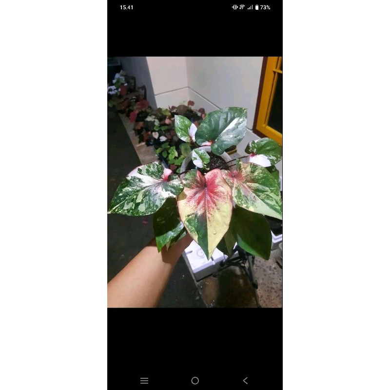 CALADIUM ORBI VARIGATA