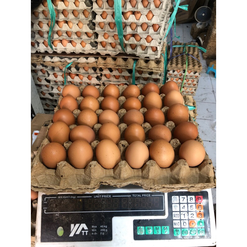 

Telur ayam negeri 30 butir/1 papan