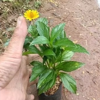 Tanaman Hias Wedelia Tanaman Wedelia