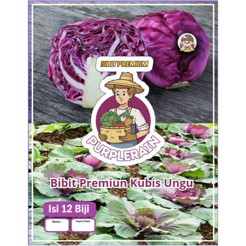 Bibit Premium Kubis Ungu | Benih Kubis Ungu