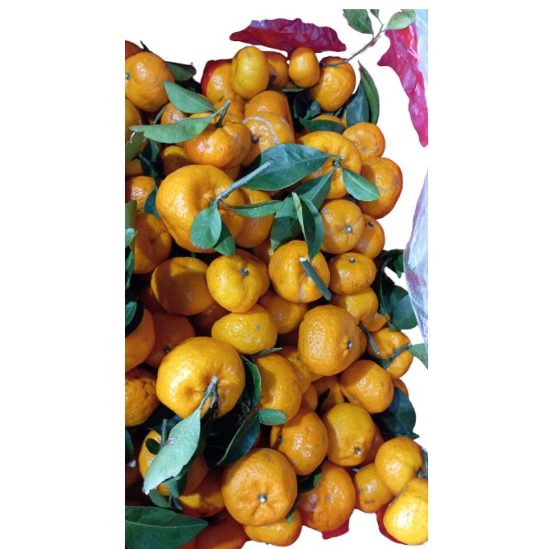 

JERUK SANTANG FREES 1KG