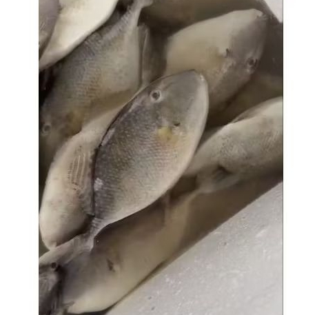 

ikan Ayam ayam atau kambing kambing frozen