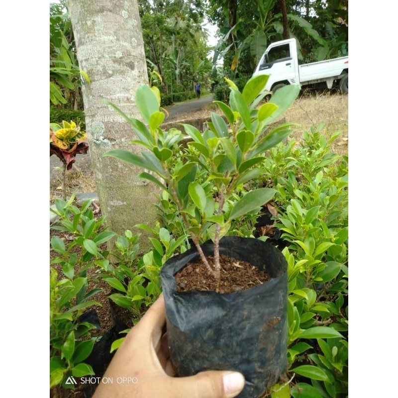 Kimeng small bahan bonsai isi 10 bonus 1 batang