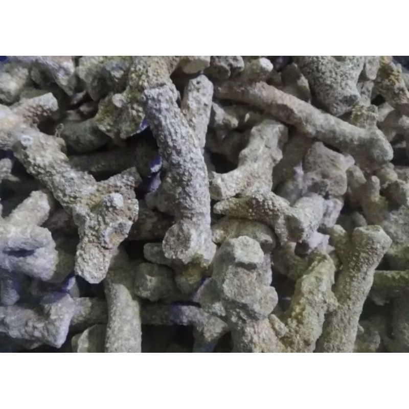 Batu karang Jahe/Batu karang Filter Aquarium/ 1 kg