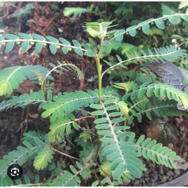 

Meniran Segar Asli 500 Gram Obat Herbal Tradisional Murah Fresh