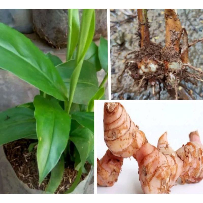 bibit lengkuas putih,laza putih/10bibit