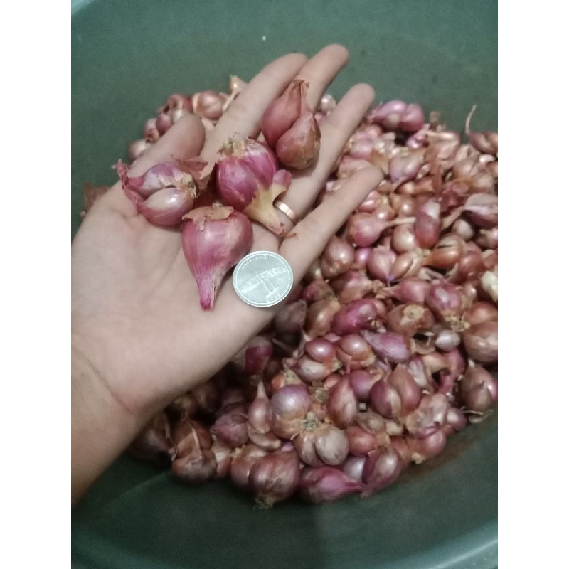 

bawang merah lokal ukuran besar