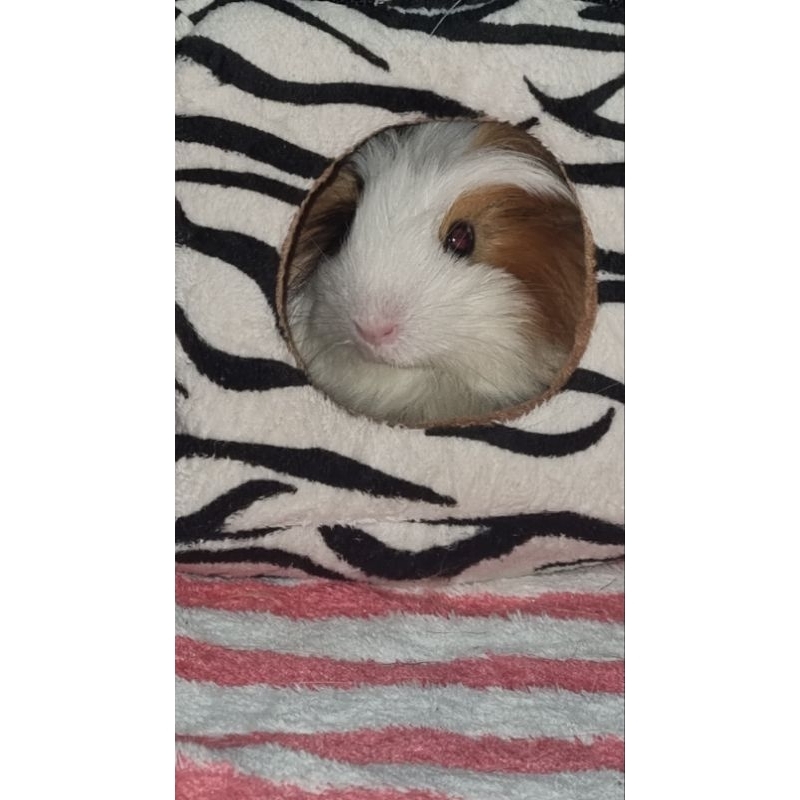 Guinea Pig marmut marmot silkie