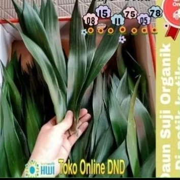 

DAUN SUJI ORGANIK 1,25 KG FRESH
