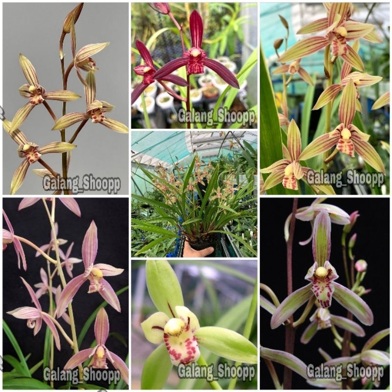 Anggrek Cymbidium Ensifolium Anggrek Species Cymbidium encyfolium Kondisi Dewasa