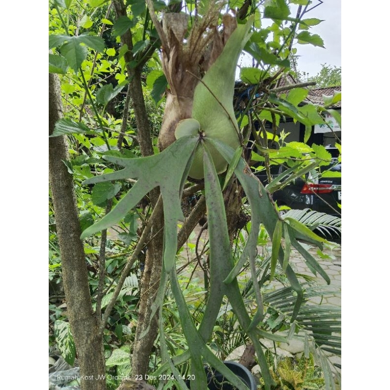 Simbar Menjangan Jawa