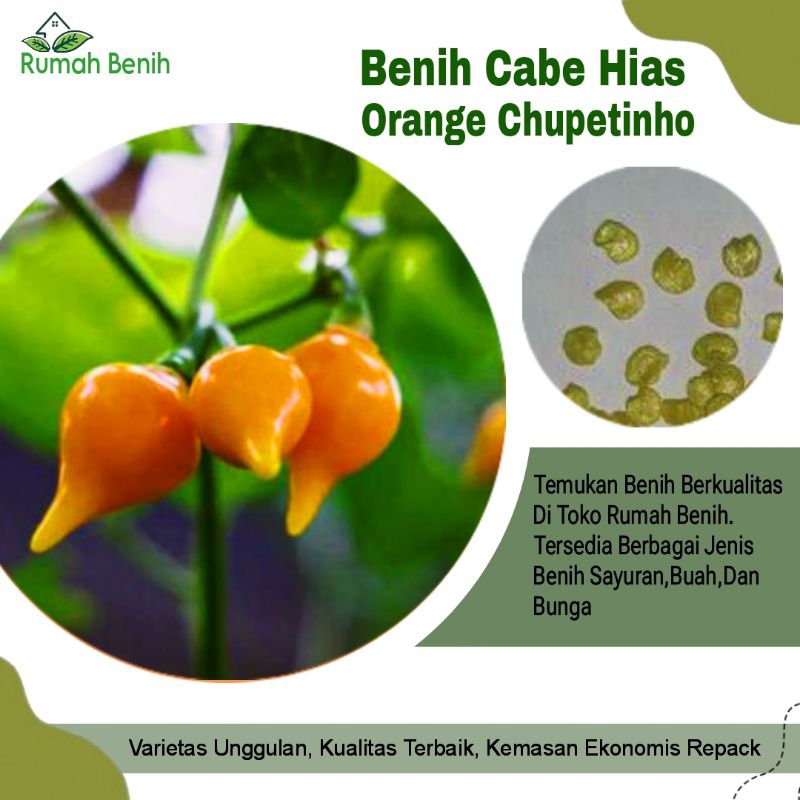 Benih Cabe Orange Chupentinho Pepper / Bibit Cabe Chupentinho Orange / Benih Cabe Hias / Bibit Cabe 
