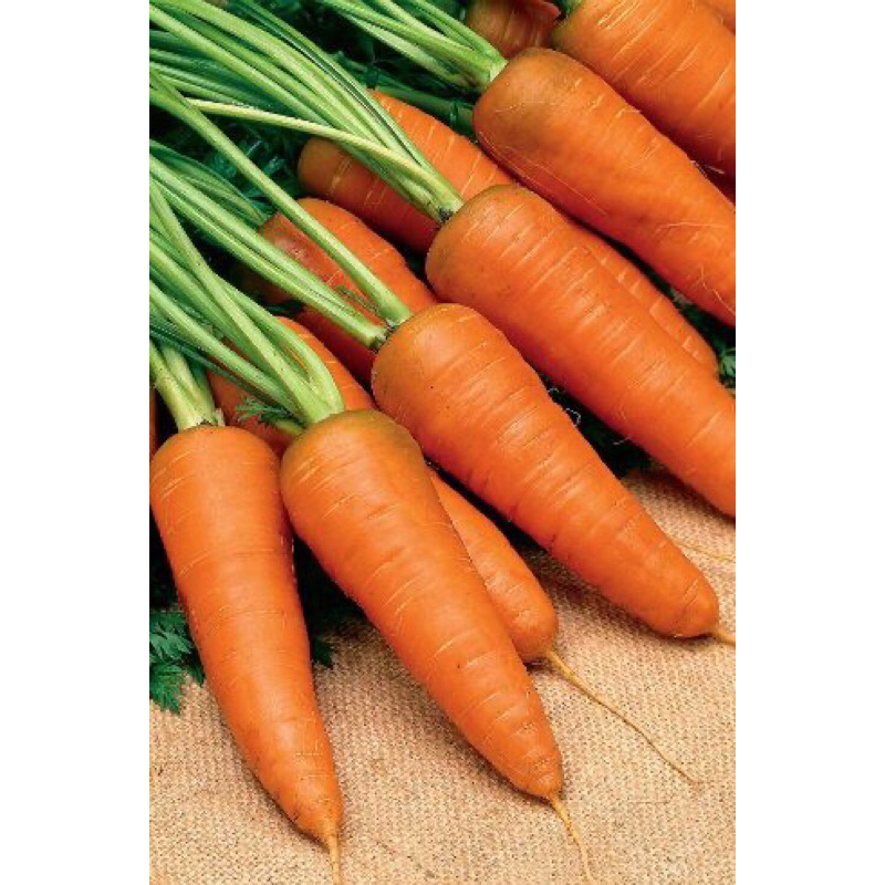 

WORTEL SEGAR 100gram dan 200gram