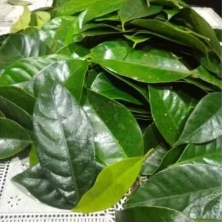 

Daun pala segar 100 pcs