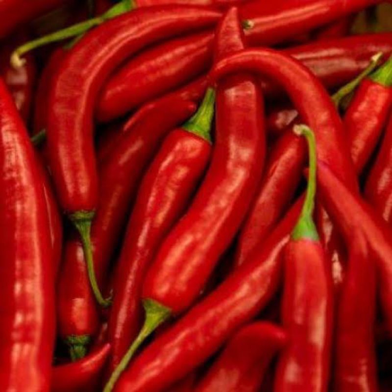 

Cabai teropong merah besar - SAYURAN GUNUNG