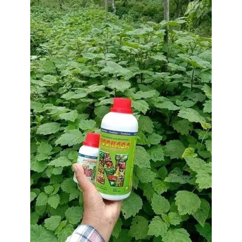 Pelebat Nilam Bosterr Nilam