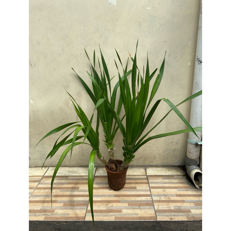 pandan bali cabang 3