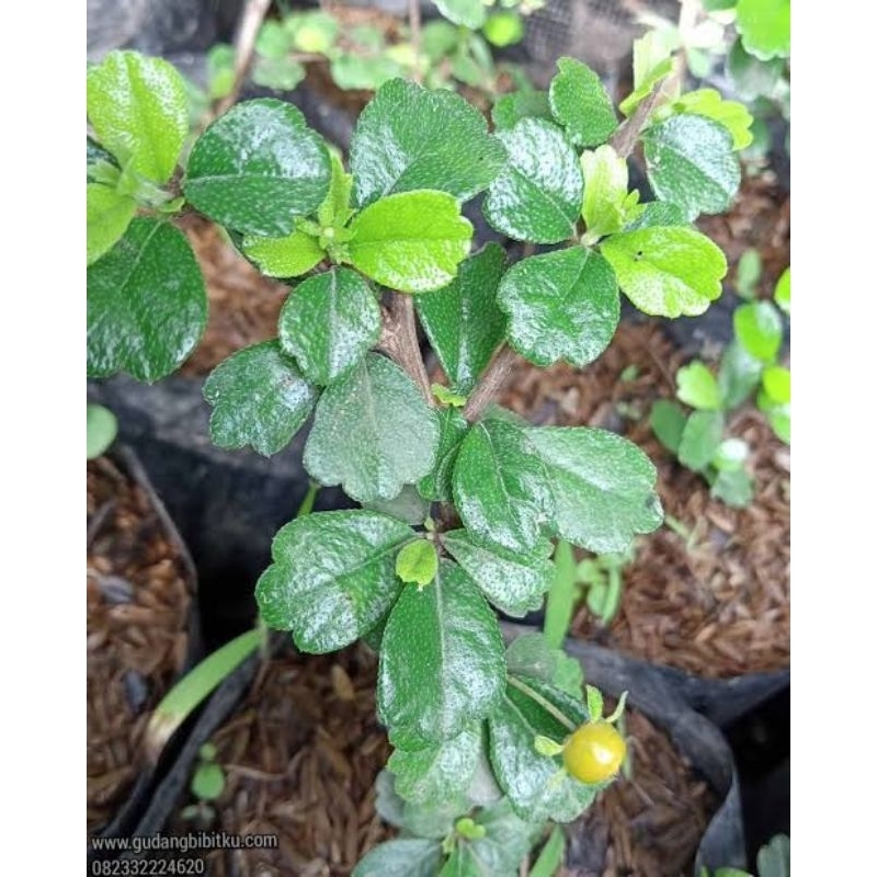 hokianti bahan bonsai stek