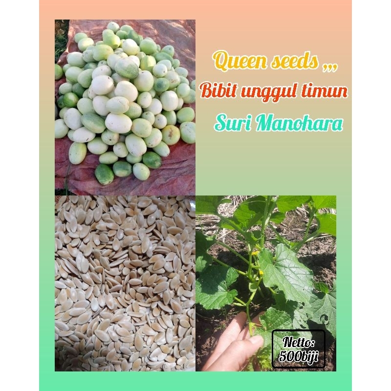 20grm timun suri manohara