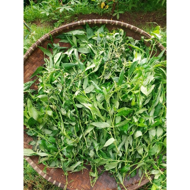 

DAUN SAMBILOTO SEGAR OBAT HERBAL LANGSUNG PETIK