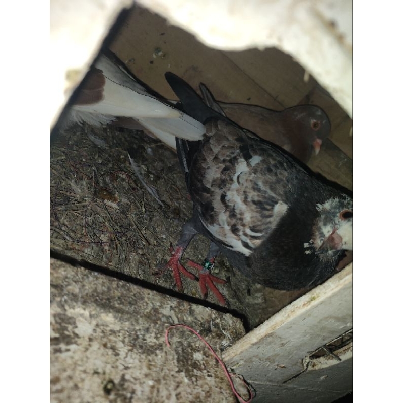 Merpati Burung Dara Kolongan bahan