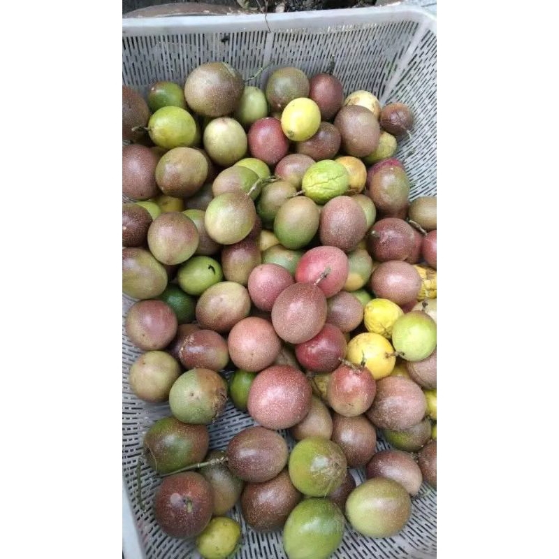 

buah markisa Mateng segerrr siap makan 10.000 aja