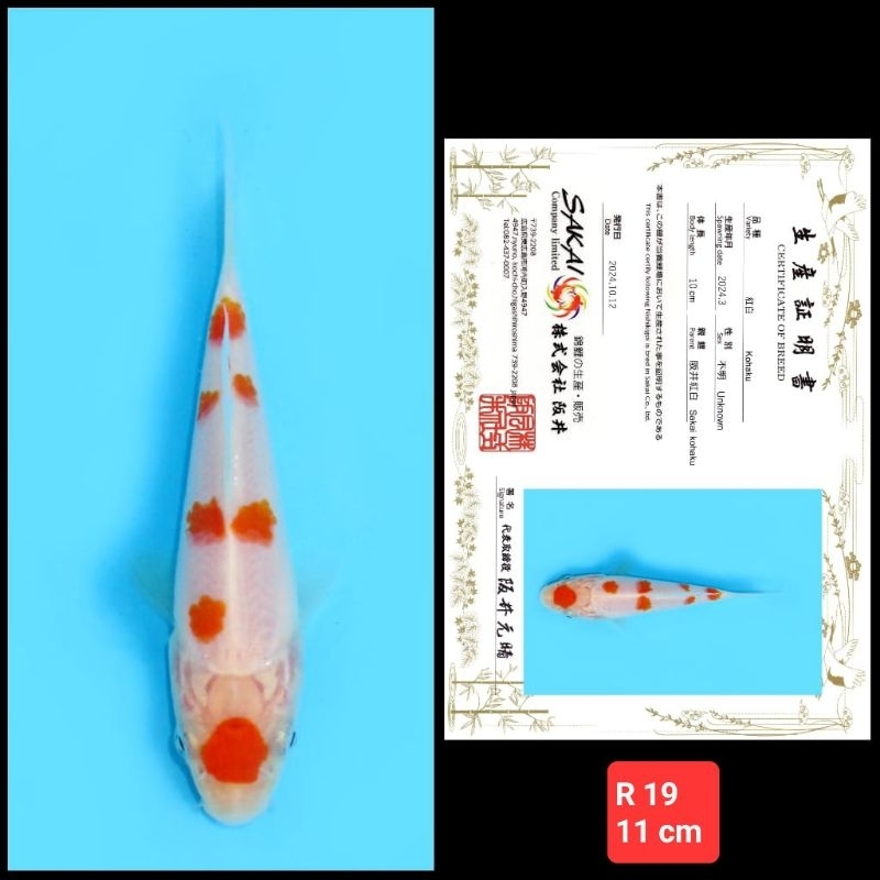 ikan koi import doitsu kohaku sanke showa kode R 02 dari 06