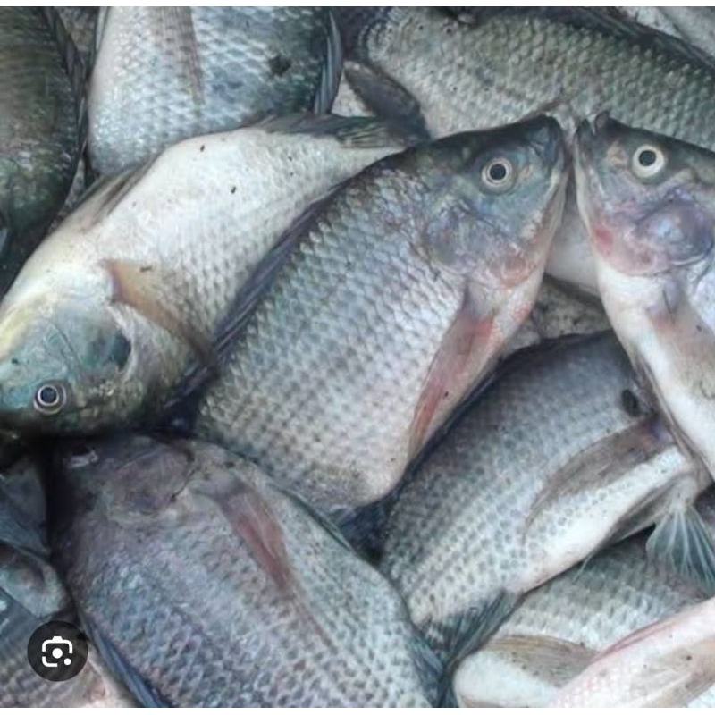 

Ikan Nila Segar 1kg / Ikan Nila Hitam , merah Segar / Ikan Segar Sekilo / Ikan Nila Fresh Bandung