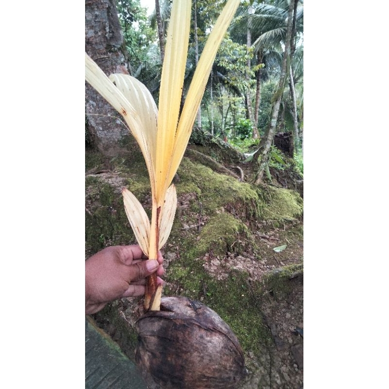 Tanaman hias kelapa albino