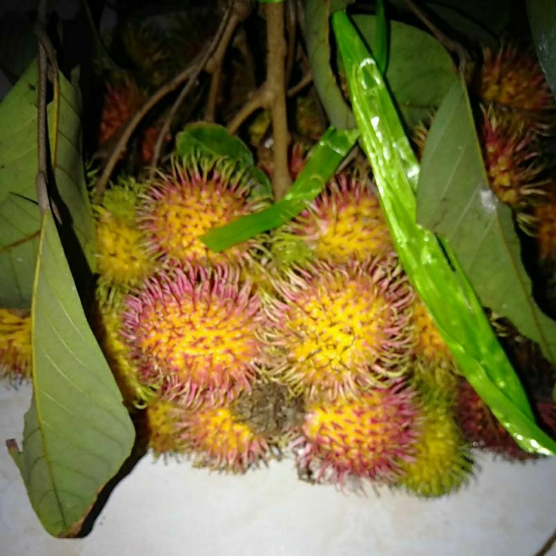 

Buah Rambutan Manis segar