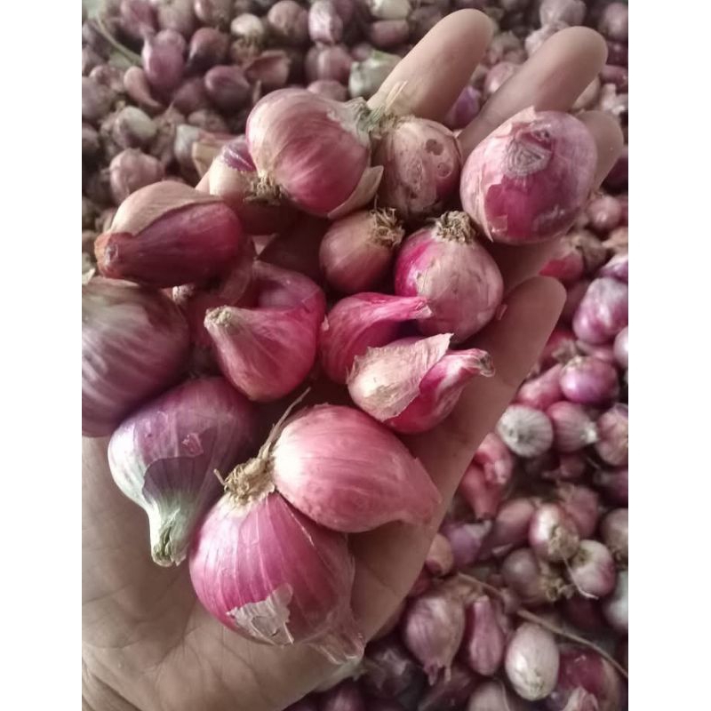 

Bawang murah murah 1 kg berkualitas