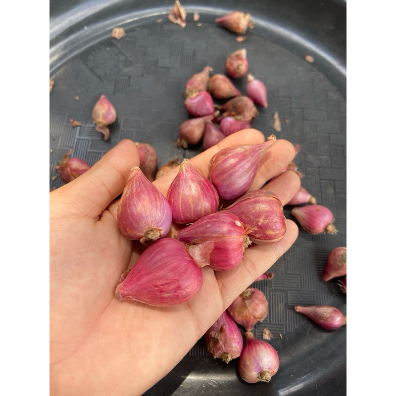 

Bawang Merah Tanggung Besar 1/2kg TERMURAH