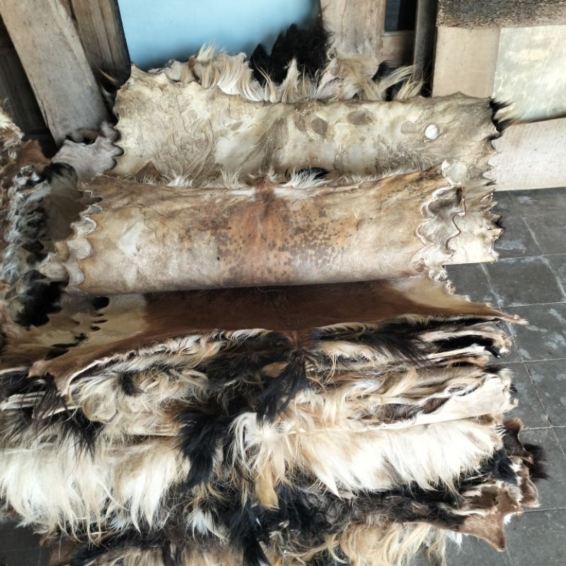 kulit bulu kambing diawetkan kimia