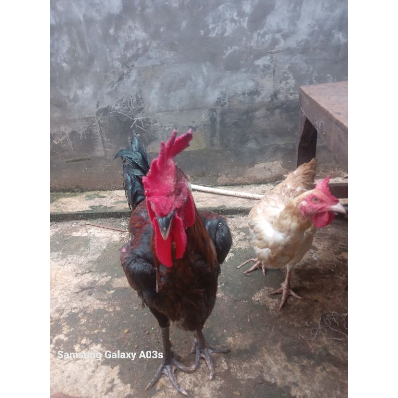 ayam pelung sepasang asli bukan silangan