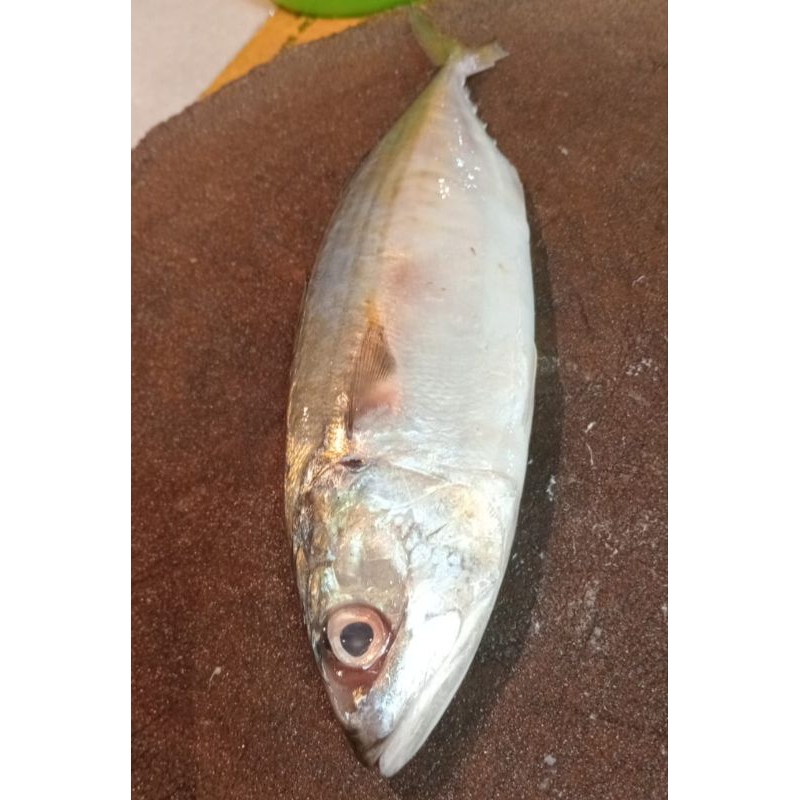 

ikan kembung banjar segar 1.kg